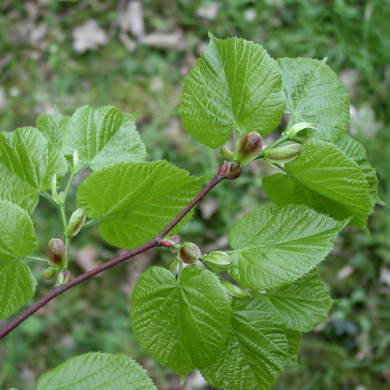 Tilia cordata