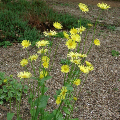Doronicum orientale