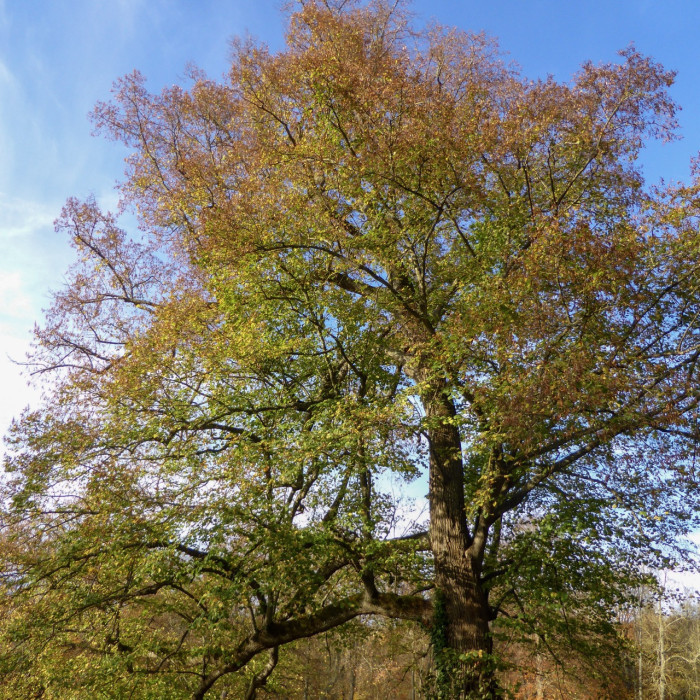 Tilia platyphyllos