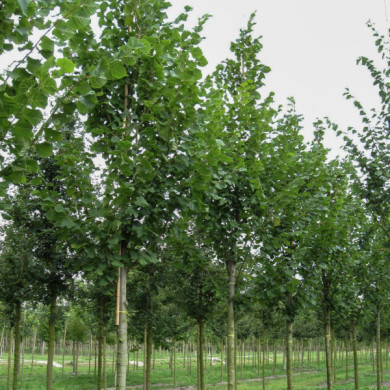 Tilia platyphyllos