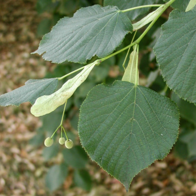 Tilia platyphyllos
