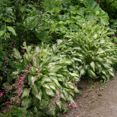 Hosta 'Undunlata Mediovariegata'