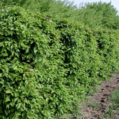 Ulmus Resista® 'Sapporo Autumn Gold'