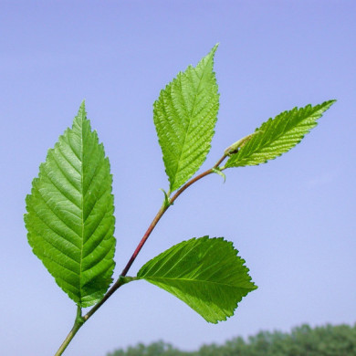 Ulmus Resista® 'Sapporo Autumn Gold'