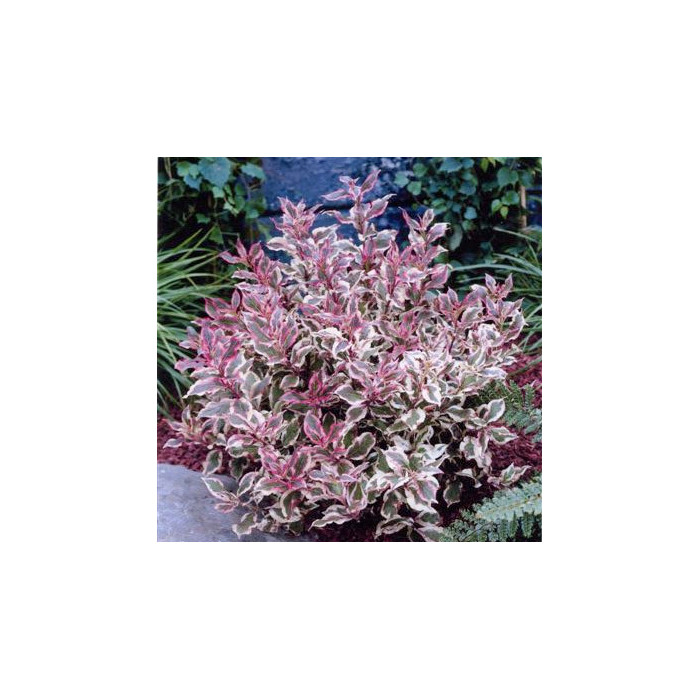 Weigela florida Monet 'Verweig'