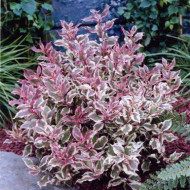 Weigela florida Monet 'Verweig'