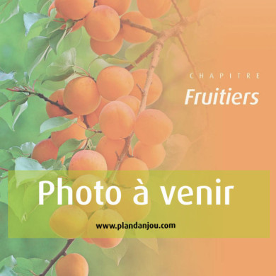 Pommier 'Teint Frais'