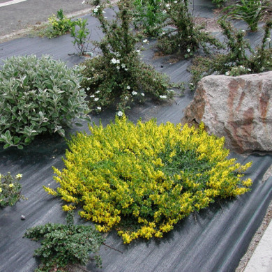 Genista tinctoria 'Humifusa'