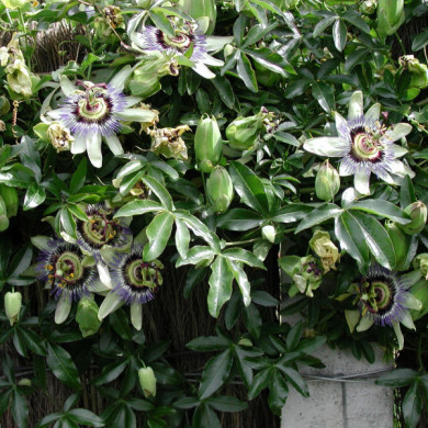 Passiflora caerulea