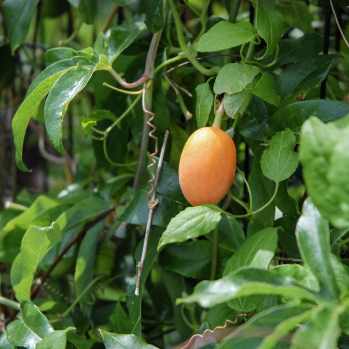 Passiflora caerulea