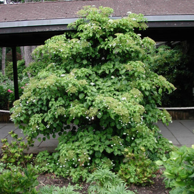 Hydrangea anomala subsp. petiolaris