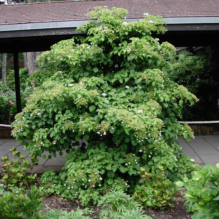 Hydrangea anomala subsp. petiolaris