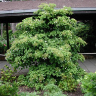 Hydrangea anomala subsp. petiolaris