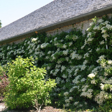 Hydrangea anomala subsp. petiolaris