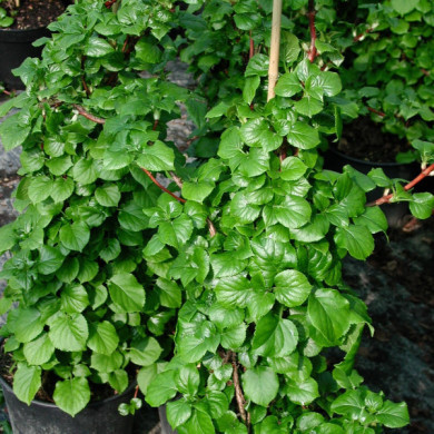 Hydrangea anomala subsp. petiolaris