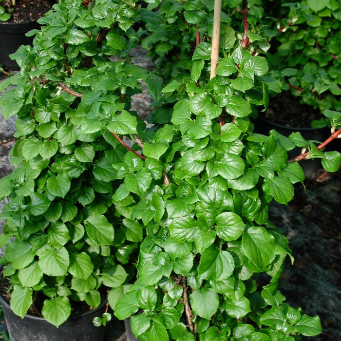 Hydrangea anomala subsp. petiolaris