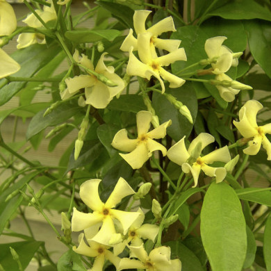 Trachelospermum asiaticum