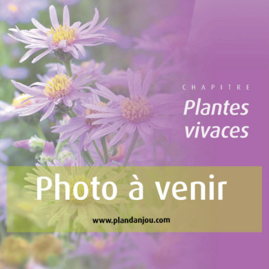 Aster 'Prof. Anton Kippenberg' (dumosus group)