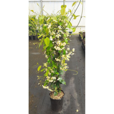 Trachelospermum asiaticum