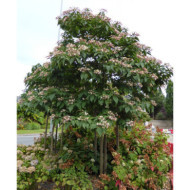 Clerodendron trichotomum