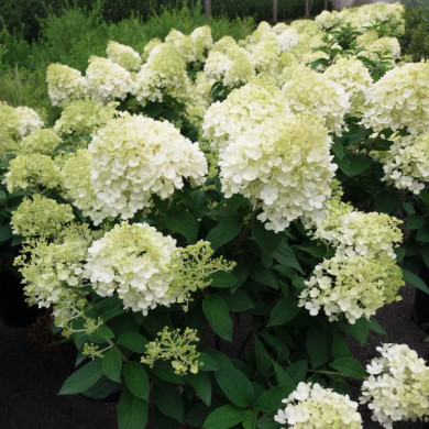 Hydrangea arborescens 'Annabelle'