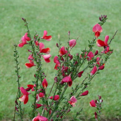 Cytisus 'Roter Favorit'