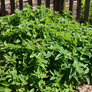 Mentha x piperita 'Citrata'