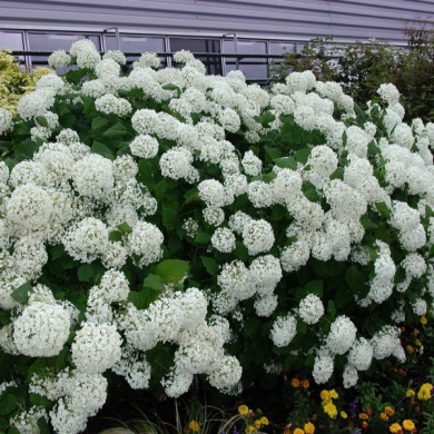 Hydrangea arborescens 'Annabelle'