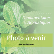 Ocimum basilicum 'Grand Vert'