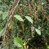 Alnus incana