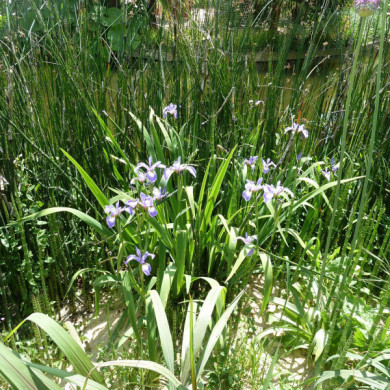 Iris versicolor 'Kermesina'