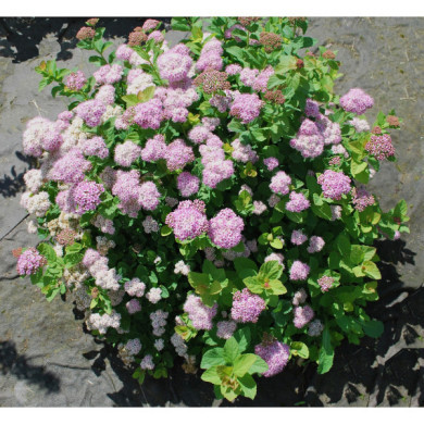 Spiraea betulifolia PINK SPARKLER 'Courispi'