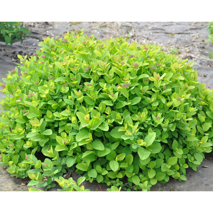 Spiraea betulifolia PINK SPARKLER 'Courispi'