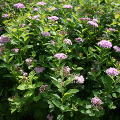 Spiraea betulifolia PINK SPARKLER 'Courispi'