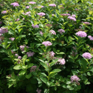 Spiraea betulifolia PINK SPARKLER 'Courispi'