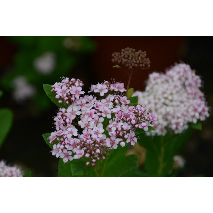 Spiraea betulifolia PINK SPARKLER 'Courispi'