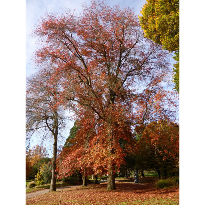 Quercus palustris