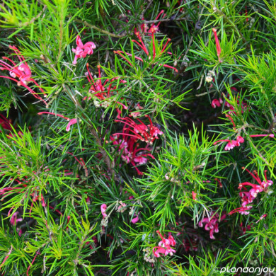 Grevillea juniperina