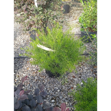 Grevillea juniperina