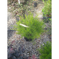 Grevillea juniperina