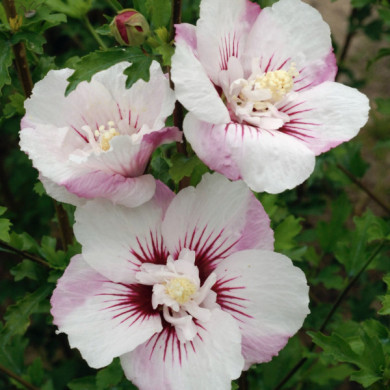 Hibiscus syriacus 'Minspot' PINKY SPOT®