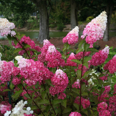 Hydrangea paniculata Fraise Melba® renba