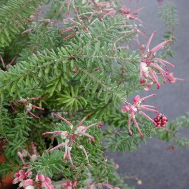 Grevillea lanigera 'Mount Tamboritha'