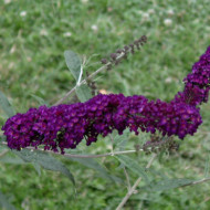 Buddleja davidii 'Black Knight'