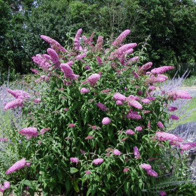 Buddleja davidii 'Charming'