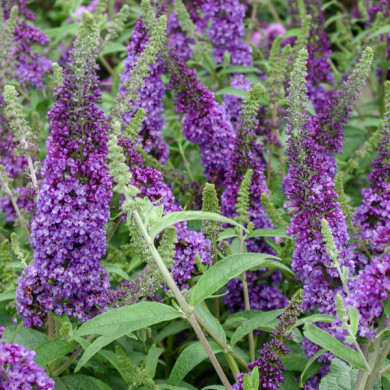 Buddleja davidii 'Empire Blue'