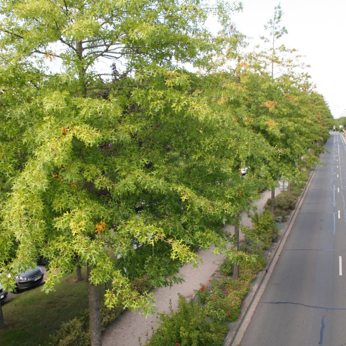 Quercus palustris