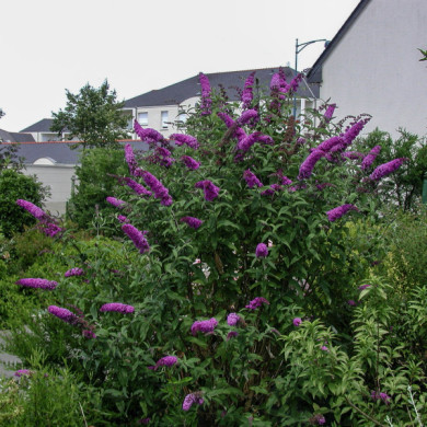 Buddleja davidii 'Royal Red'