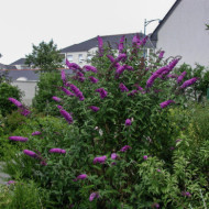Buddleja davidii 'Royal Red'
