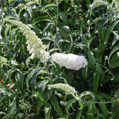 Buddleja davidii 'White Profusion'